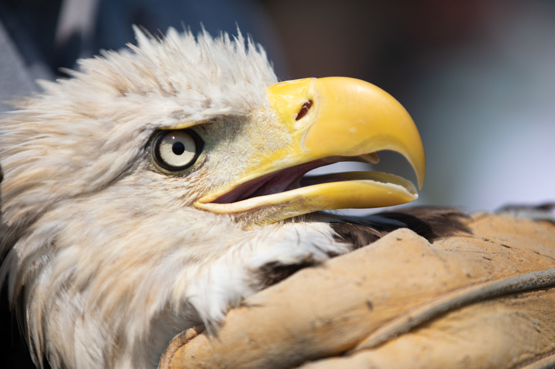 Eagle 6